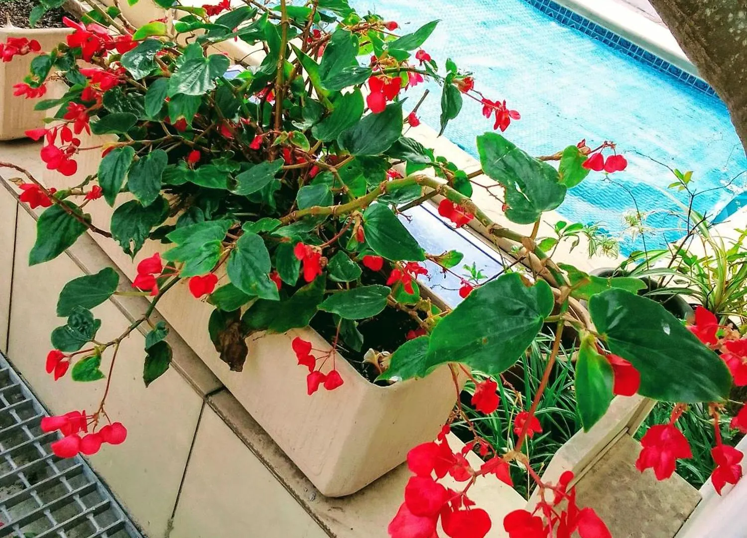 The Close In Constantia Bed & Breakfast Cape Town South Africa
